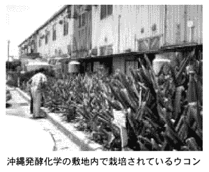 沖縄発酵化学の敷地内で栽培されているウコン